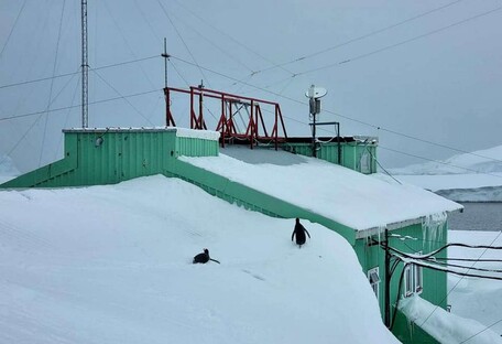 Пингвины ходят по крыше: на станции 