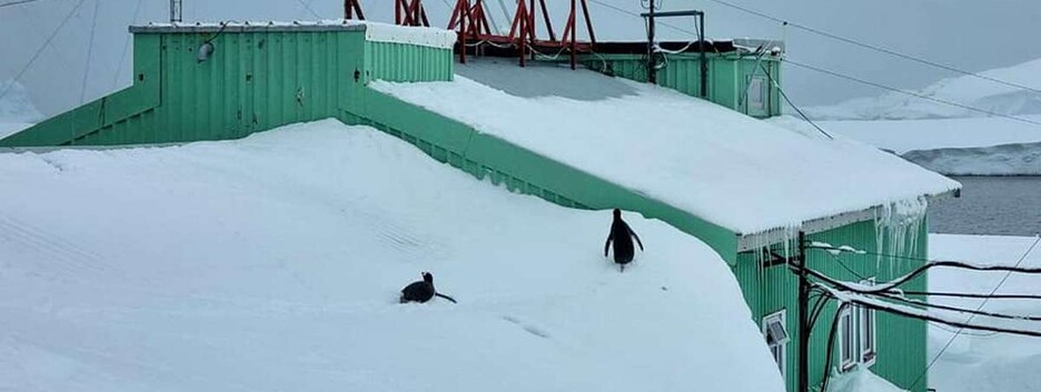 Пингвины ходят по крыше: на станции 