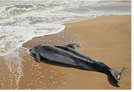 Страшные цифры: количество погибших дельфинов в Черном море измеряется тысячами (видео)