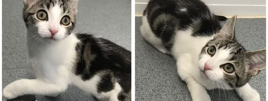 Пушистая аномалия: в Великобритании обнаружили бесполого котенка (фото)