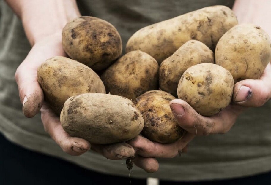 Чи безпечно їсти пророслу картоплю - дієтолог дала чітку відповідь - фото 1
