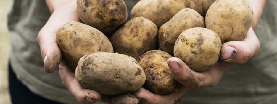 Дієтолог розповіла, чи безпечно вживати в їжу пророслу картоплю