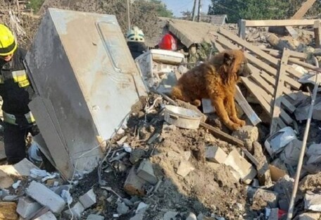 Помер пес Крим, який оплакував своїх господарів на руїнах будинку у Дніпрі