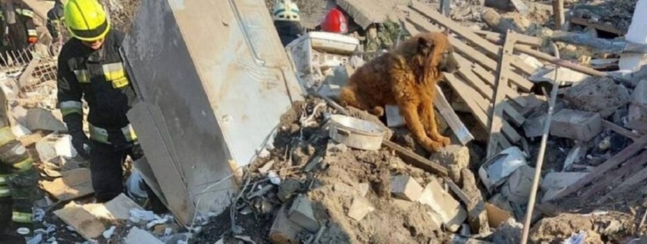 Умер пес Крым, который оплакивал своих хозяев на руинах дома в Днепре