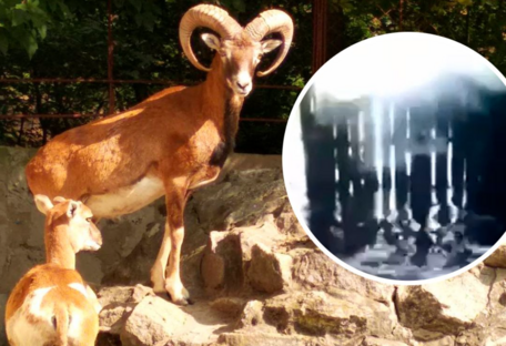 В Новой Каховке из-за подрыва ГЭС затопило зоопарк с сотнями беззащитных животных (видео)