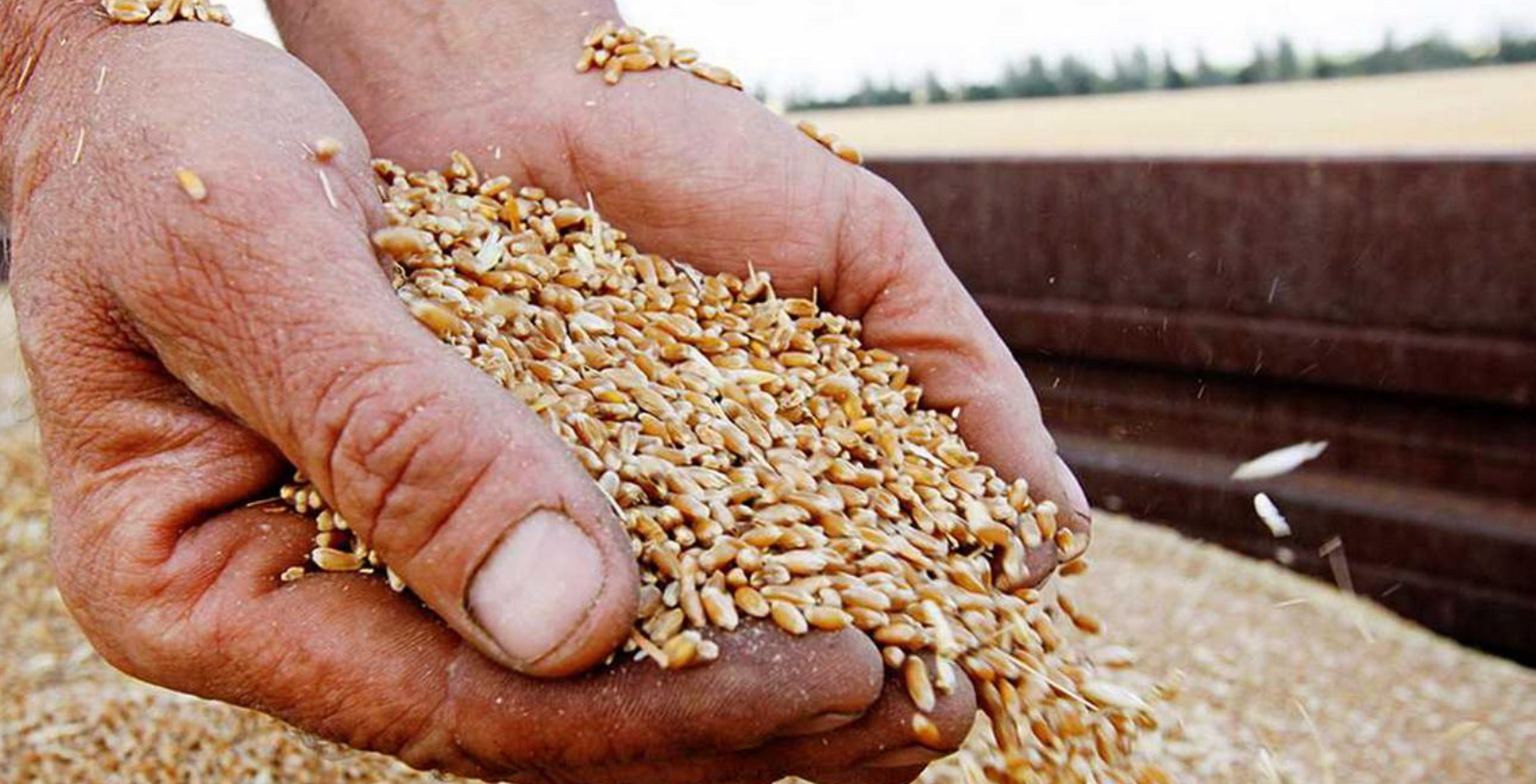 Заборона експорту зерна - Україна прагне уникнути судів та розв'язати проблему переговорами, каже Качка  - фото 1