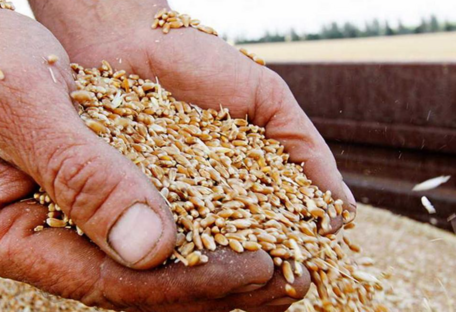 Эмбарго на импорт украинского зерна: страны ЕС готовы рассмотреть предложение Украины