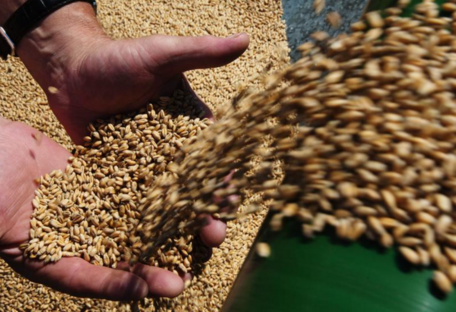 Украина готова отозвать "зерновые иски" к ВТО: названо условие