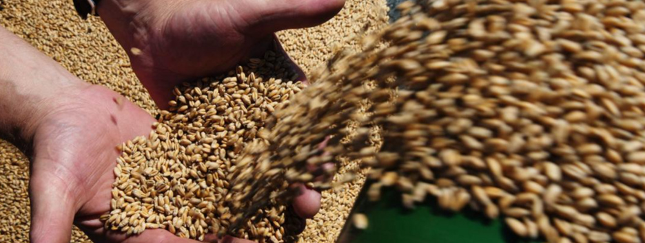 Украина готова отозвать "зерновые иски" к ВТО: названо условие