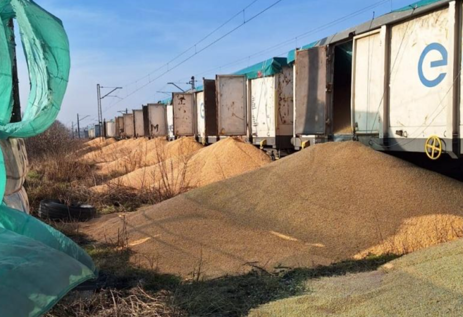 У Польщі зібрали частину розсипаної кукурудзи з України, 30 тонн залишилося на землі  - фото 1