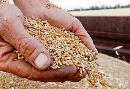 Литва усилила контроль за ввозом зерна из рф и не только: подробности