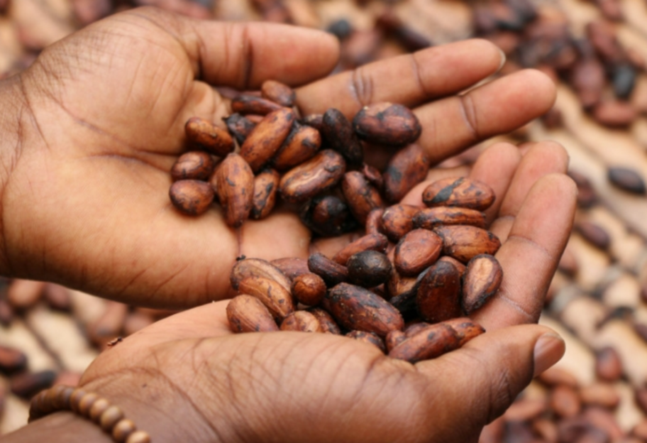Мировые цены на какао достигли рекорда, также дорожают кофе и сахар. - фото 1