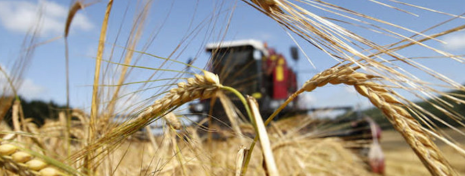 В США обнародовали неутешительный прогноз насчет экспорта украинской пшеницы
