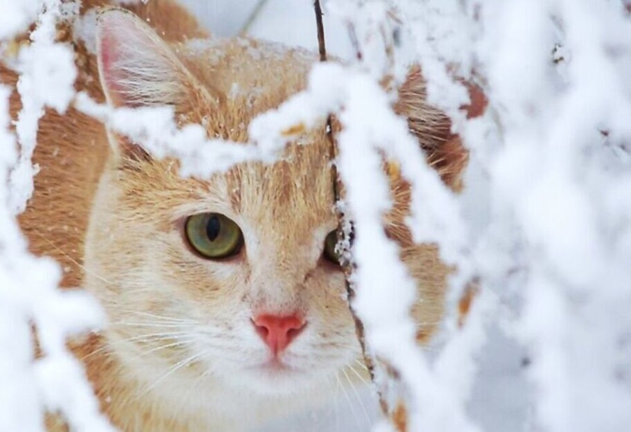 Прогноз погоды в Украине на 21-23 февраля - когда потеплеет - фото 1