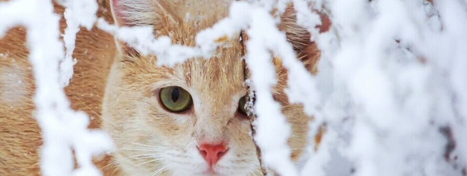 Морози ще будуть: прогноз погоди в Україні до кінця тижня