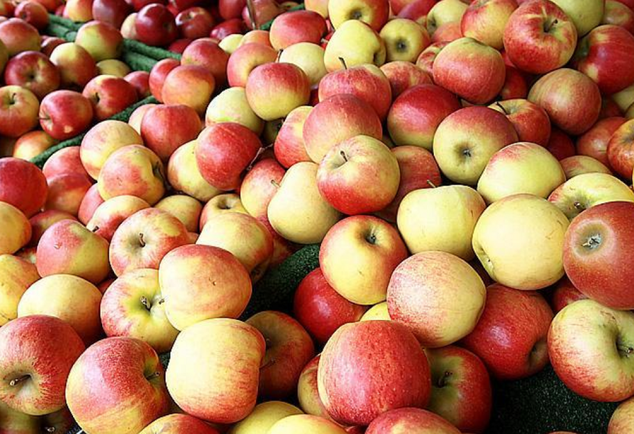 Канада открыла рынок для экспорта украинских яблок - фото 1