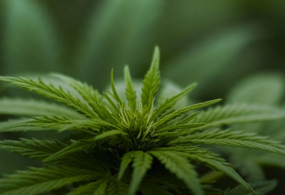 Минагрополитики запустило электронную систему 