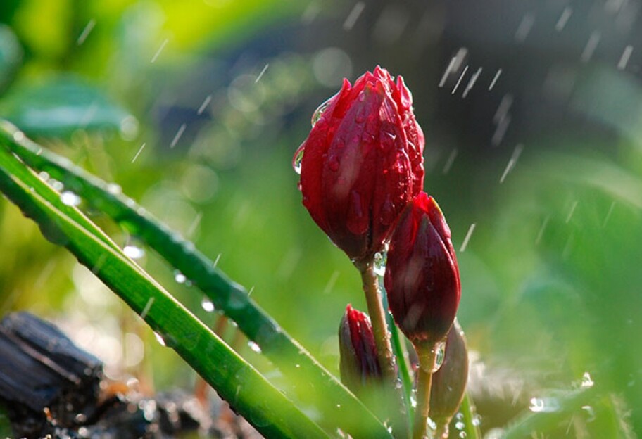 Погода в Украине 10-16 марта – когда прогнозируют дожди с грозами - фото 1