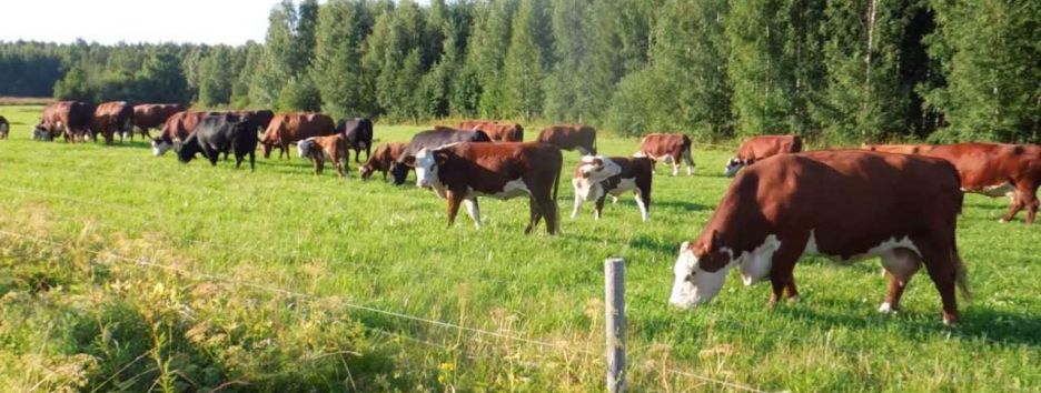 Сможет ли Украина увеличить экспорт мяса на фоне бразильского скандала