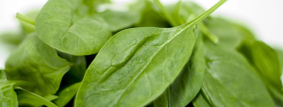 Британским ученым удалось вырастить мышечную ткань сердца из шпината