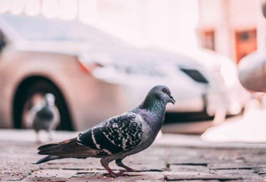 Как быстро и безопасно убрать птичий помет из кузова авто - фото 1