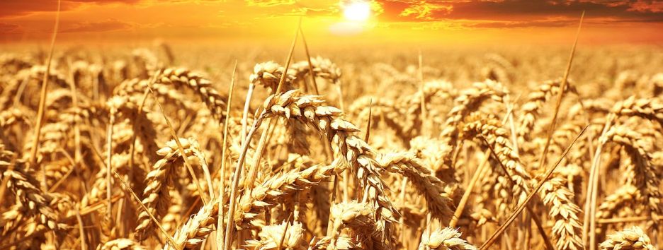 Эксперты дали прогнозы на урожай этого года