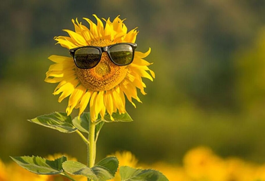 Погода в Украине на неделю 16-22 июня – полный прогноз - фото 1