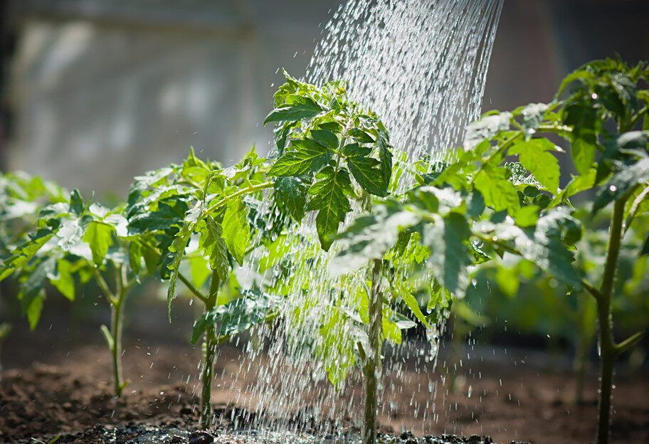Как часто нужно поливать овощи летом - фото 1