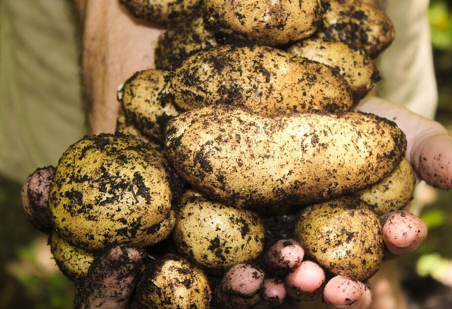 Как понять, что молодой картофель готов к сбору - фото 1