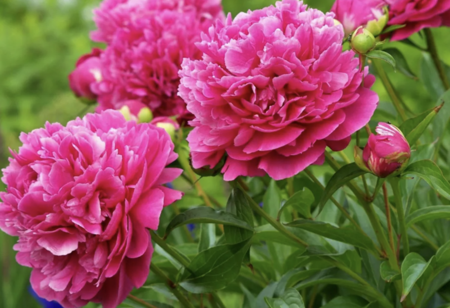 Як правильно садити півонії - доступні поради - фото 1