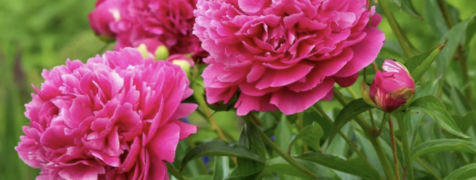 Почему не цветут пионы: главная ошибка садоводов