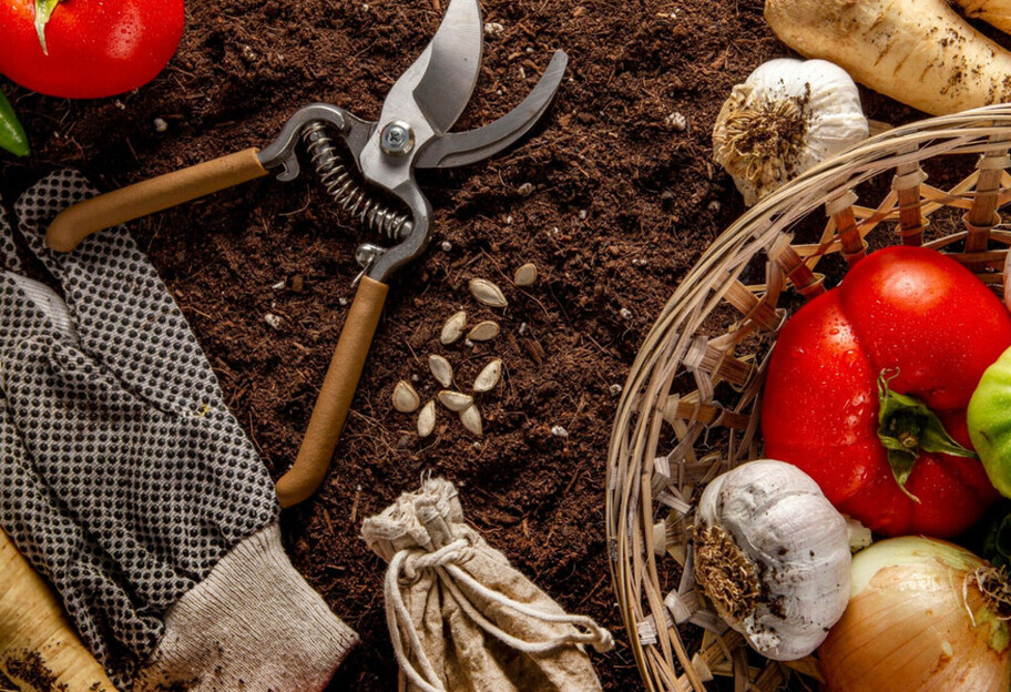 Календарь огородника на август 2025 – лучшие дни для посадки - фото 1