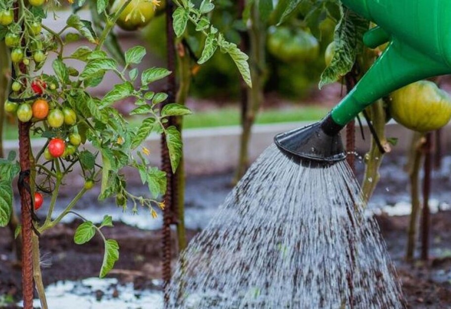 Секреты полива томатов в августе для хорошего урожая - фото 1