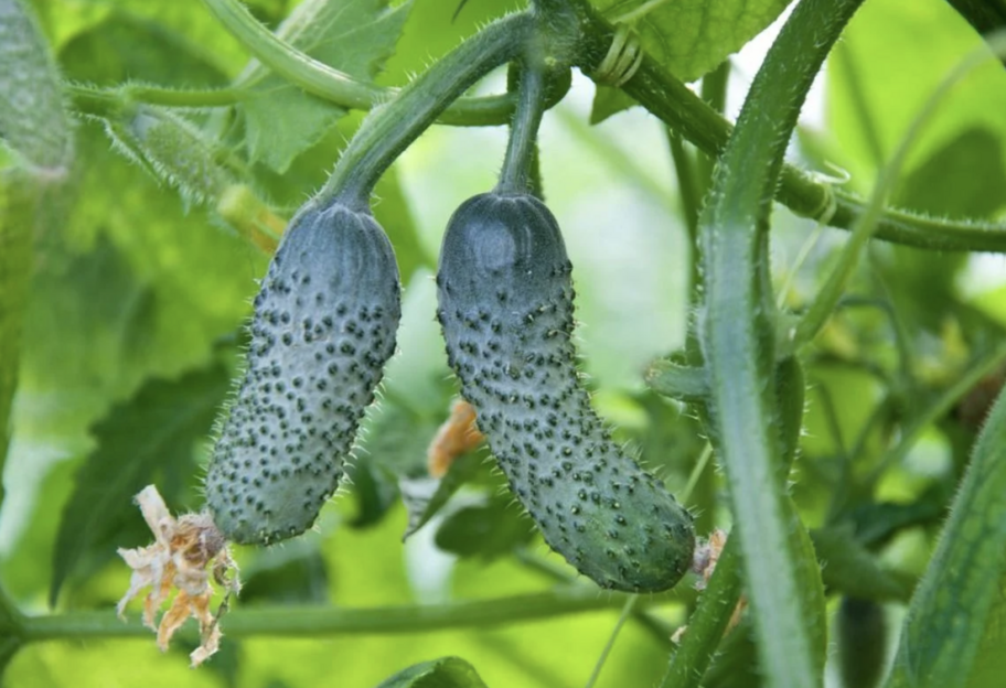 Когда и как срывать огурцы – советы огородникам - фото 1
