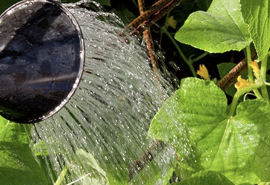 Как подкормить огурцы, чтобы хорошо родили – проверенный рецепт - фото 1