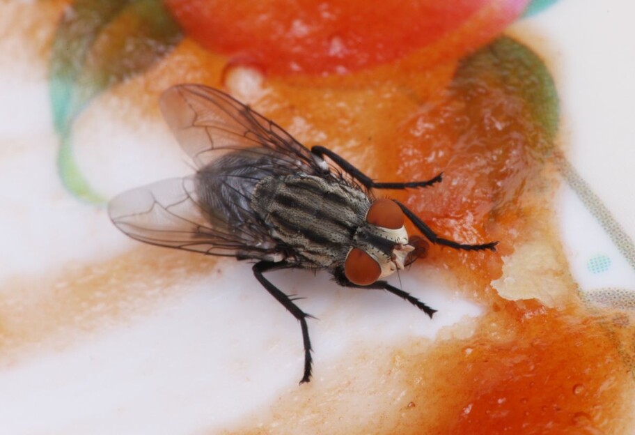 Можно ли есть еду, на которую села муха – мнение врачей - фото 1