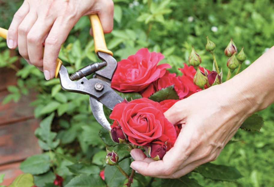 Уход за розами – правила обрезки - фото 1