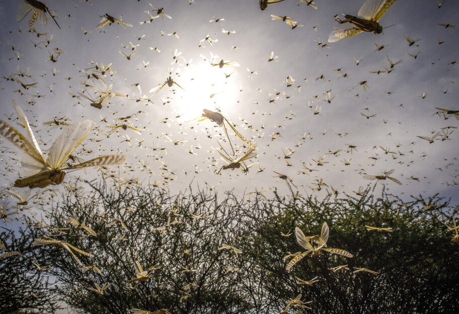 Саранча в Украине – какие культуры под угрозой - фото 1