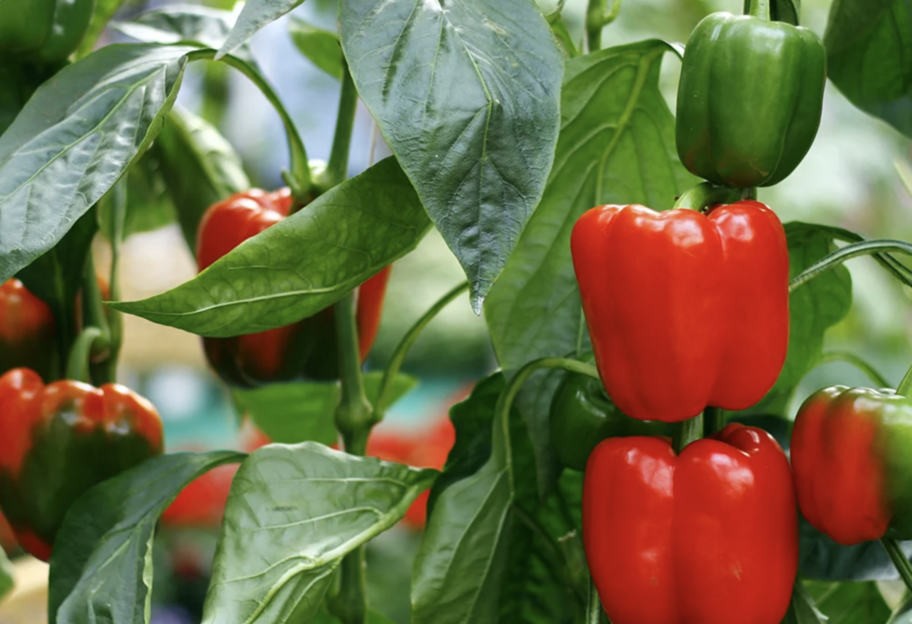 Чем подкормить перцы, чтобы они дольше родили - фото 1