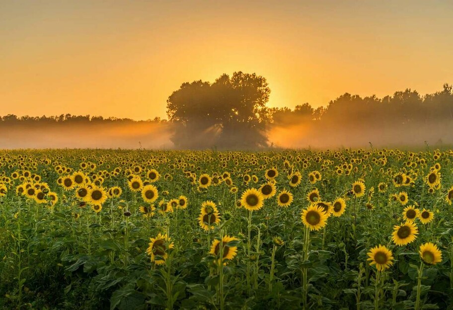 Прогноз погоды в Украине с 18 по 24 августа 2025 года - фото 1