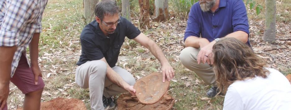 В Австралии обнаружили крупнейшее скопление следов динозавров