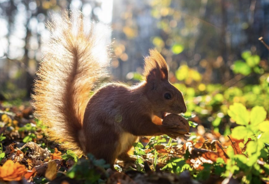 Погода в Украине на неделю - прогноз на 1-7 сентября - фото 1