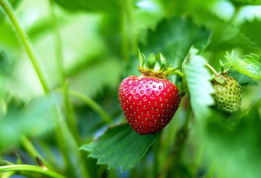 Уход за клубникой осенью – простые шаги - фото 1