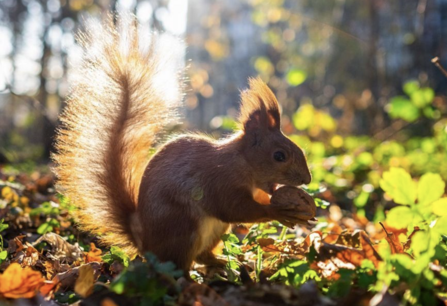 Прогноз погоды в Украине на неделю 8–14 сентября 2025 - фото 1