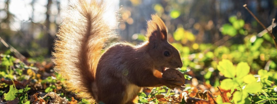 Погода в Украине с 8 по 14 сентября: когда ожидается дождь, а когда будет солнце
