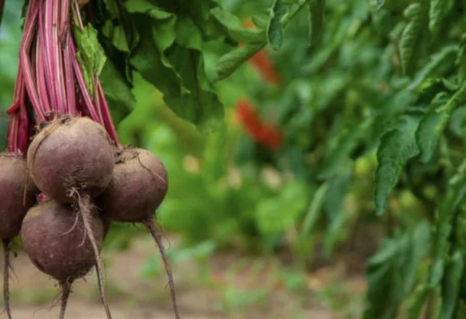 Сбор свеклы осенью – когда и как собирать урожай - фото 1