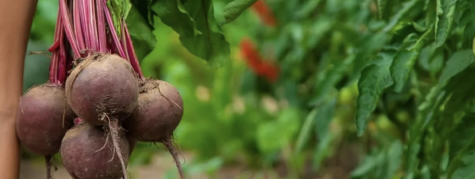 Когда собирать свеклу с грядки: советы экспертов для сладкого урожая