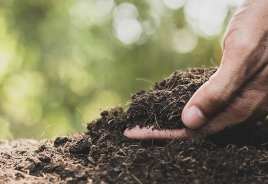 Осенняя подкормка растений – простое натуральное удобрение - фото 1