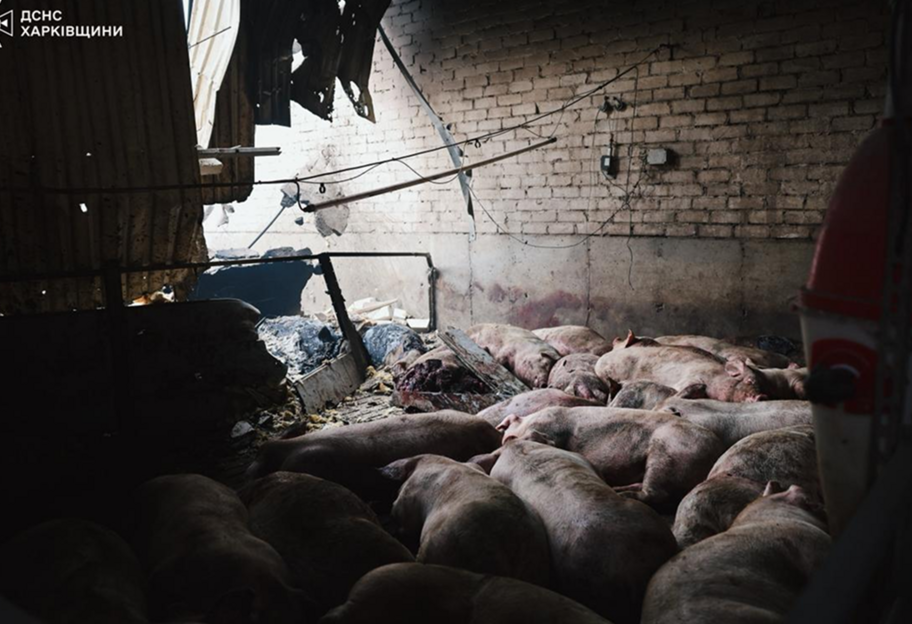 ДСНС: через атаку російських БпЛА на Харківщині загинули близько 13 000 свиней - фото 1