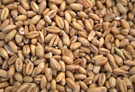 В 2025 году россия похитила более 2 млн тонн украинского зерна - Сибига